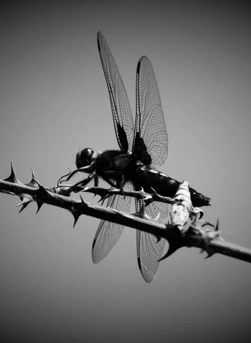 Dragonfly